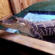Illustration for article titled Louis Delmas Gives Up His Pet Gator Because It Scares Kevin Ogletree